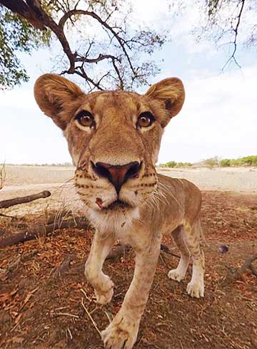 Lion 360